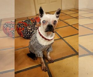 Boston Terrier Dogs for adoption in Huntington Beach, CA, USA