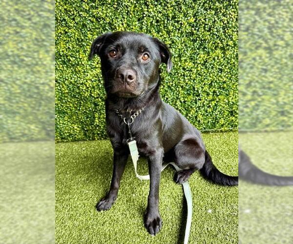 Medium Photo #1 Labrador Retriever-Unknown Mix Puppy For Sale in Naples, FL, USA