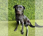 Small Labrador Retriever Mix
