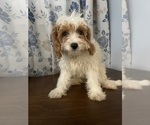 Small #81 Cavapoo-Poodle (Miniature) Mix
