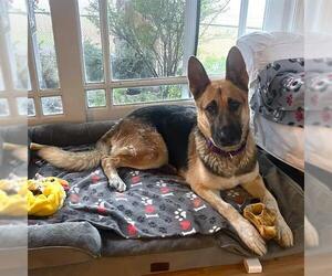 German Shepherd Dog Dogs for adoption in Camarillo, CA, USA