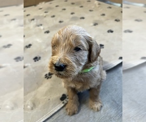 Goldendoodle Puppy for Sale in WOODLAND, California USA