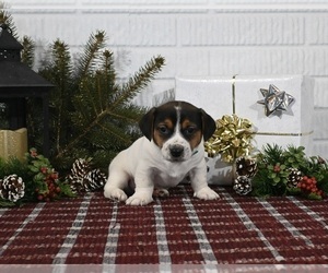 Jack Russell Terrier Puppy for sale in MILLERSBURG, OH, USA