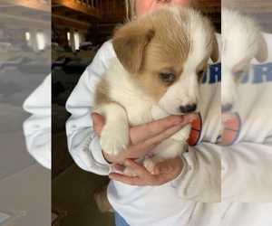 Pembroke Welsh Corgi Puppy for sale in BARNESVILLE, OH, USA