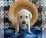 Small Photo #3 Labrador Retriever Puppy For Sale in RONKS, PA, USA