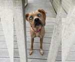 Small #1 Labrador Retriever Mix
