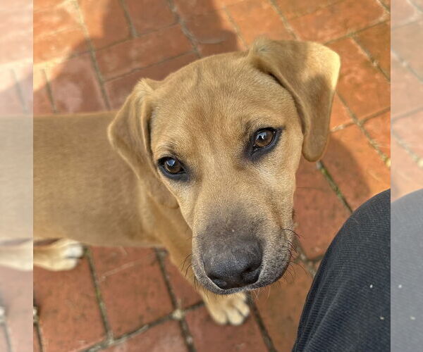 Medium Photo #4 Labrador Retriever-Unknown Mix Puppy For Sale in Dana Point, CA, USA