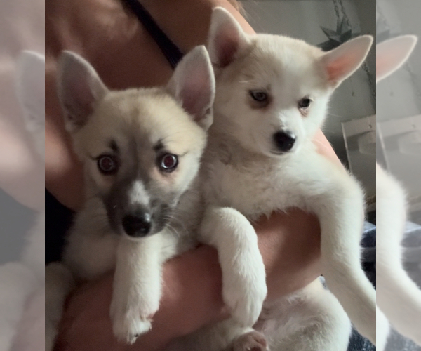 Medium Photo #200 Pomsky Puppy For Sale in LOVELAND, CO, USA