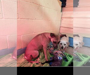 Kookie - Female Miniature Pinscher-Unknown Mix Dog for Adoption - Photo #2