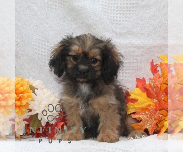 Medium Photo #2 ShihPoo Puppy For Sale in RISING SUN, MD, USA