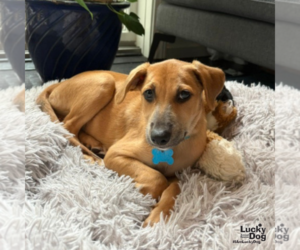 Medium Photo #6 Dachshund-Unknown Mix Puppy For Sale in Washington, DC, USA
