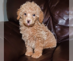Poodle (Toy) Dog for Adoption in FORT SCOTT, Kansas USA