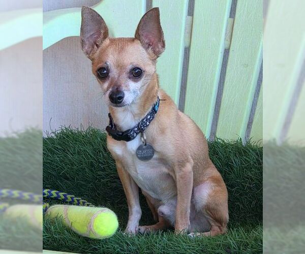 Medium Photo #7 Chihuahua Puppy For Sale in Tustin, CA, USA