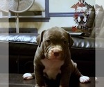 Small Photo #3 American Bully Puppy For Sale in YORK, PA, USA