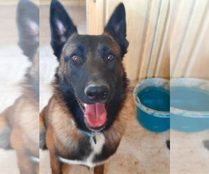 Bullwinkle fka Boba - Located in New Mexico - Male Mutt Dog for Adoption - Photo #2