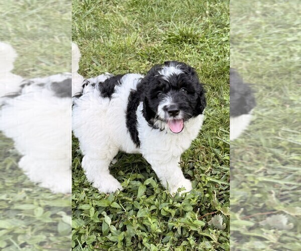 Medium Photo #9 Aussiedoodle Puppy For Sale in ASHEVILLE, NC, USA