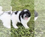 Small #8 Aussiedoodle