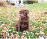 Small #2 Labrador Retriever