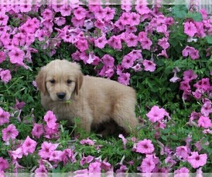Golden Retriever Puppy for sale in FREDERICKSBURG, OH, USA
