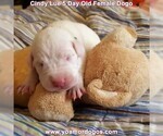 Small Photo #23 Dogo Argentino Puppy For Sale in PINEVILLE, MO, USA