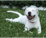 Small #3 American Pit Bull Terrier Mix