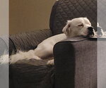 Small #5 Great Pyrenees Mix