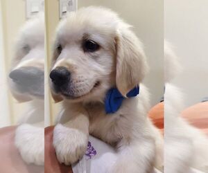 Golden Retriever Puppy for sale in ELMONT, NY, USA