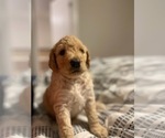 Small Photo #2 Goldendoodle Puppy For Sale in FLOWERY BRANCH, GA, USA