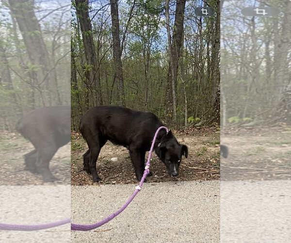 Medium Photo #2 Australian Shepherd-Unknown Mix Puppy For Sale in Frenchburg, KY, USA