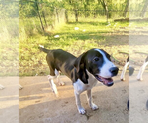 Medium Photo #3 Great Pyrenees Puppy For Sale in Spring, TX, USA