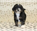 Small #2 Cavapoo-Miniature Bernedoodle Mix