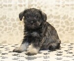 Small #1 Schnauzer (Miniature)