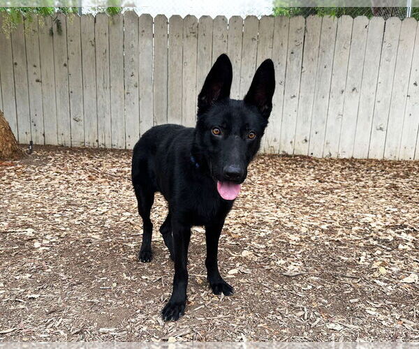 Medium Photo #2 German Shepherd Dog Puppy For Sale in San Diego, CA, USA