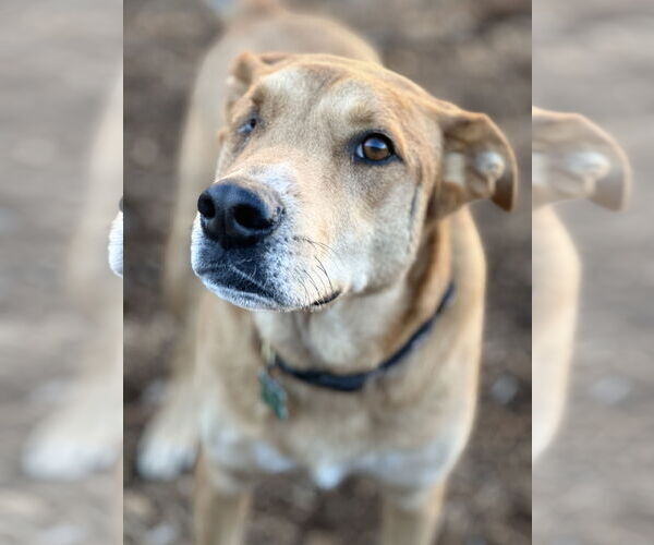 Medium Photo #2 Labrador Retriever-Unknown Mix Puppy For Sale in Houston, TX, USA