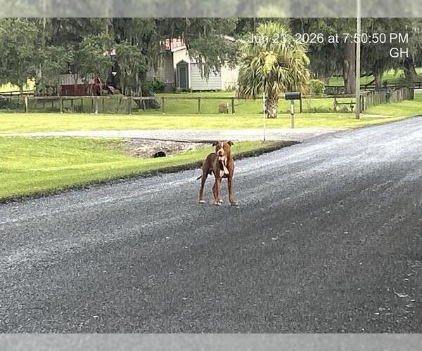 Medium Photo #1 American Pit Bull Terrier Puppy For Sale in Ocala, FL, USA