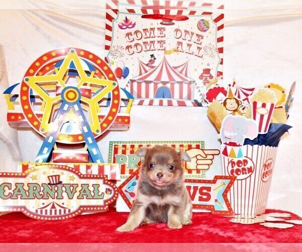 Medium Photo #6 Chihuahua Puppy For Sale in CHARLESTON, AR, USA