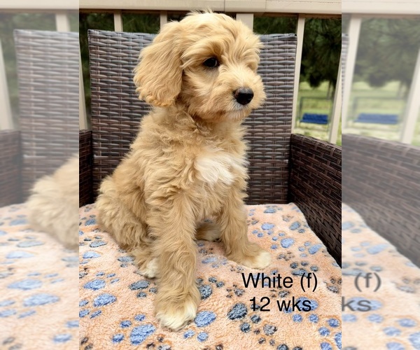 Medium Photo #6 Goldendoodle (Miniature) Puppy For Sale in ELBERT, CO, USA