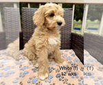 Small #5 Goldendoodle (Miniature)