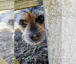 Small #15 Mutt