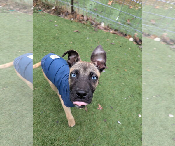 Medium Photo #3 Mutt Puppy For Sale in Calhoun, GA, USA