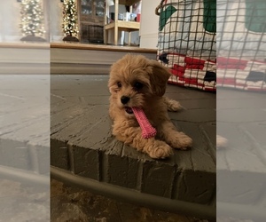 Cavachon Puppy for sale in PICKENS, SC, USA