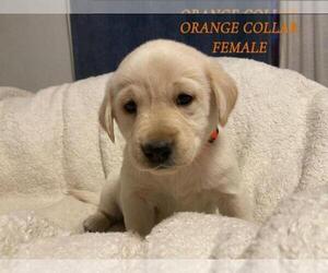 Labrador Retriever Puppy for Sale in SACRAMENTO, California USA