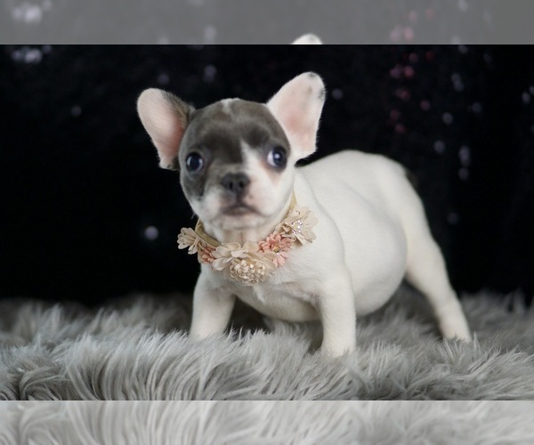 Medium Photo #112 French Bulldog Puppy For Sale in WARSAW, IN, USA