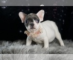 Small Photo #112 French Bulldog Puppy For Sale in WARSAW, IN, USA