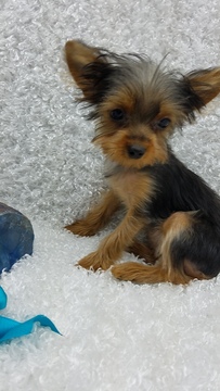 Medium Photo #1 Yorkshire Terrier Puppy For Sale in ARLINGTON, TX, USA