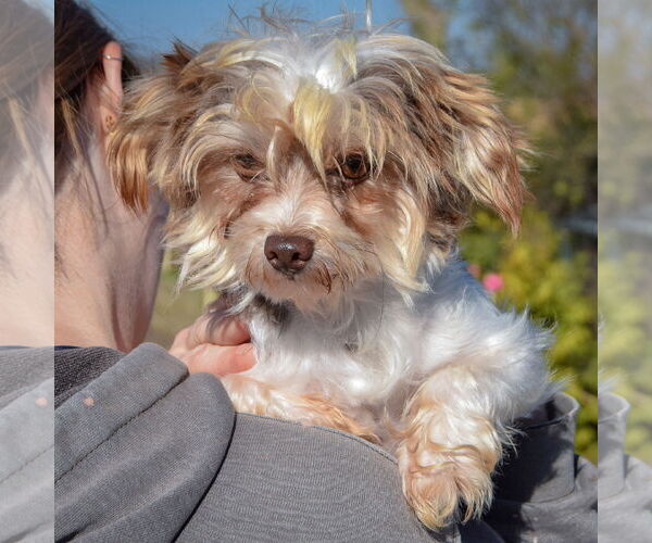 Medium Photo #4 Mutt Puppy For Sale in Huntley, IL, USA