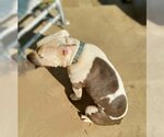 Small Photo #15 American Staffordshire Terrier-Unknown Mix Puppy For Sale in columbia, SC, USA