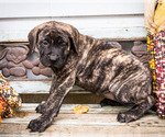 Small Photo #14 Mastiff Puppy For Sale in WAKARUSA, IN, USA