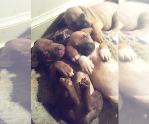 America Bandogge Mastiff-American Bandogge Mix Puppy for sale in MONTROSS, VA, USA