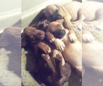 Small Photo #1 America Bandogge Mastiff-American Bandogge Mix Puppy For Sale in MONTROSS, VA, USA